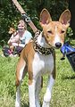 Basenji KSM Muenster 2014 (1040)